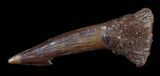 Beautiful Onchopristis (Giant Sawfish) Rostral Barb #30694-1